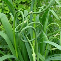 Allium sativum var. ophioscorodon Photo: Nijssen